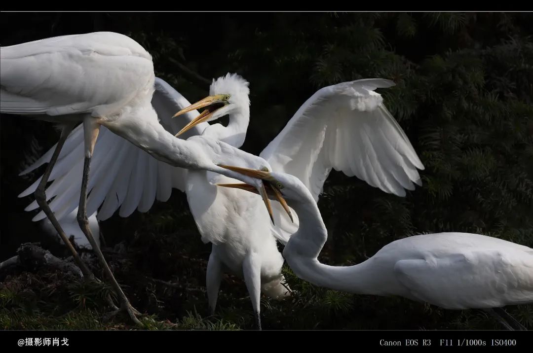 有必要升级佳能R3吗？详细为你分析R3摄影及视频性能