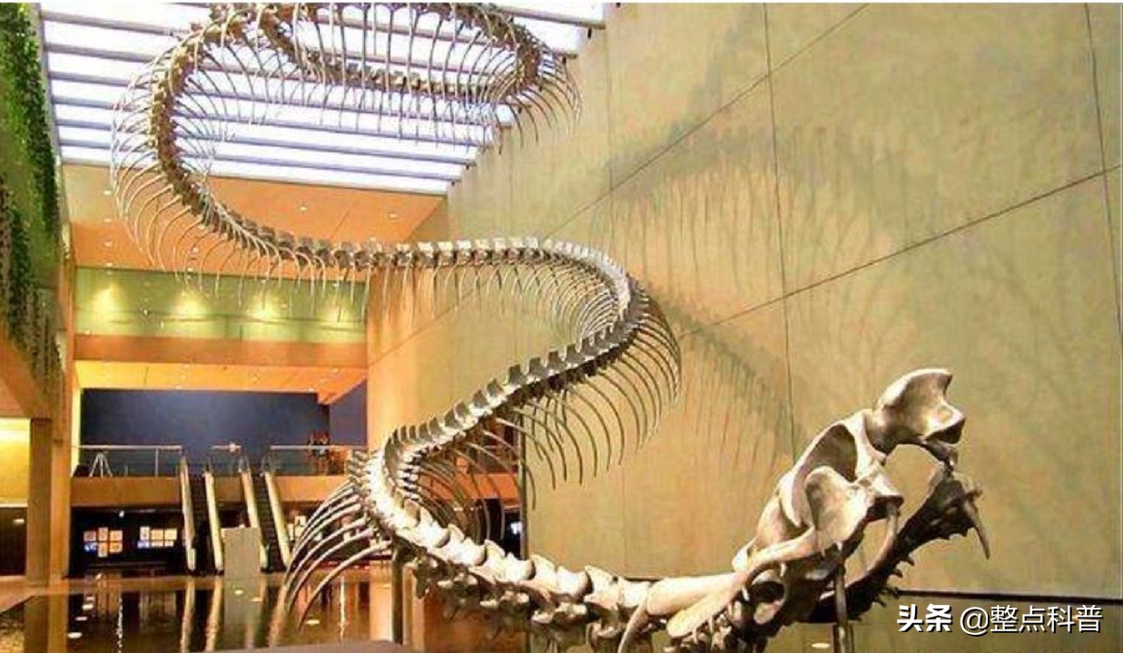 秦岭隧道挖出两条巨蟒是真的吗,世界上最大的蛇是不是在秦岭