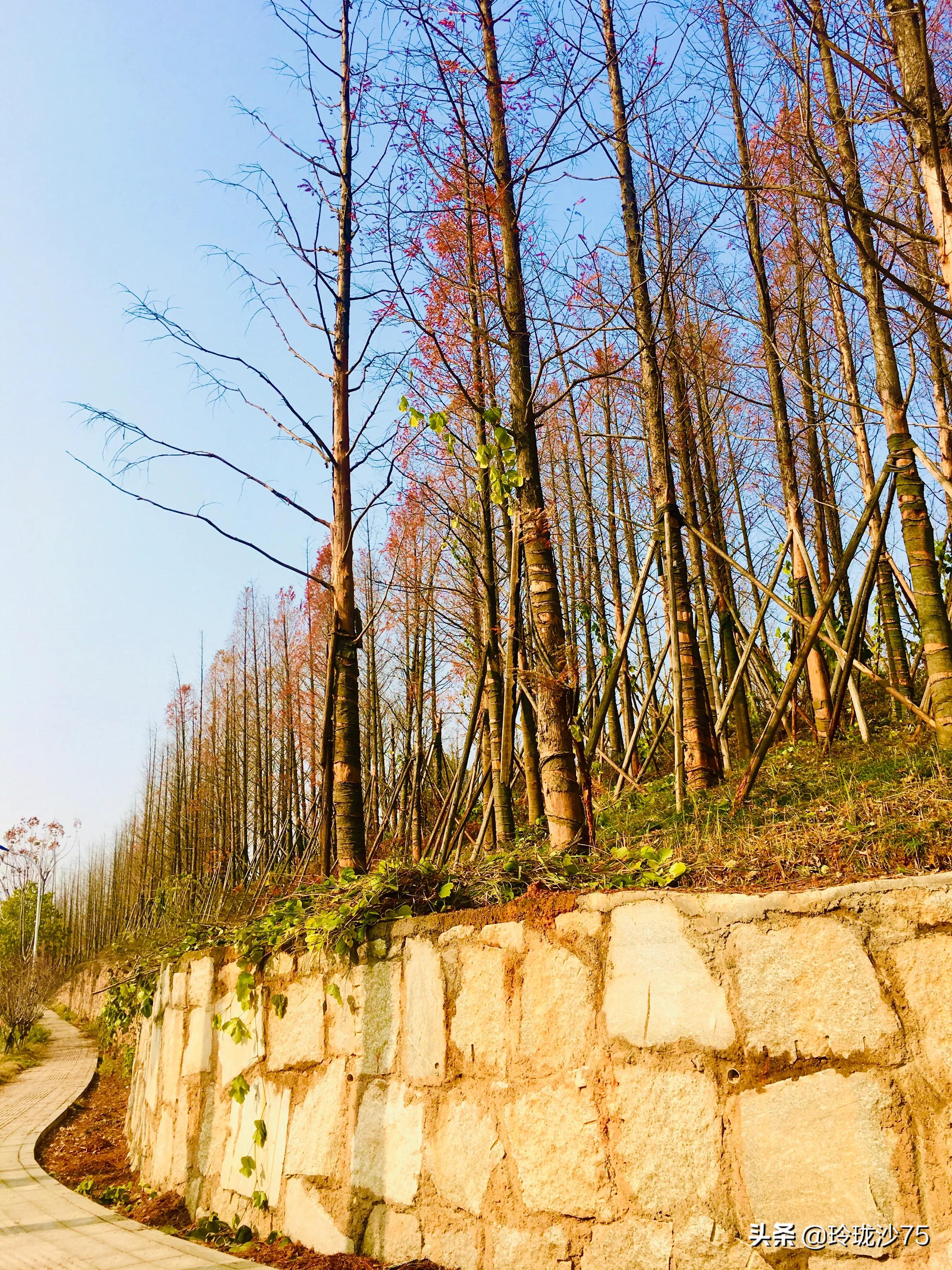 长沙风景美丽的篮球场,长沙王陵公园生态足球场