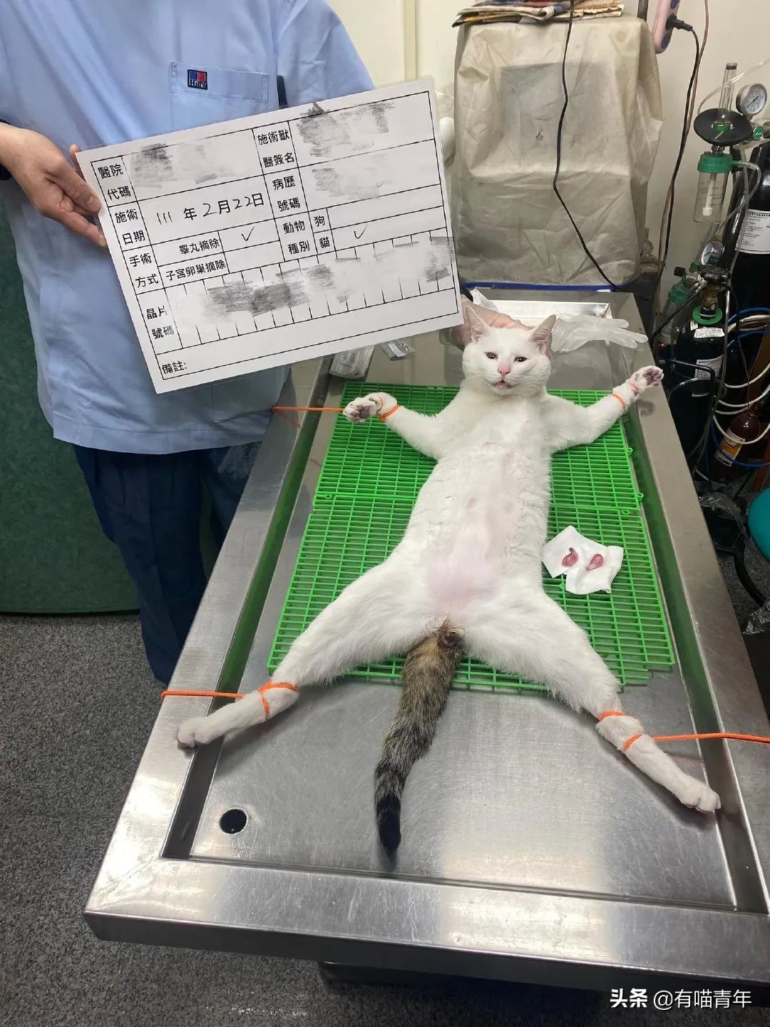 全世界唯一一只世界上最大的猫,世界上最小的体型最大的猫