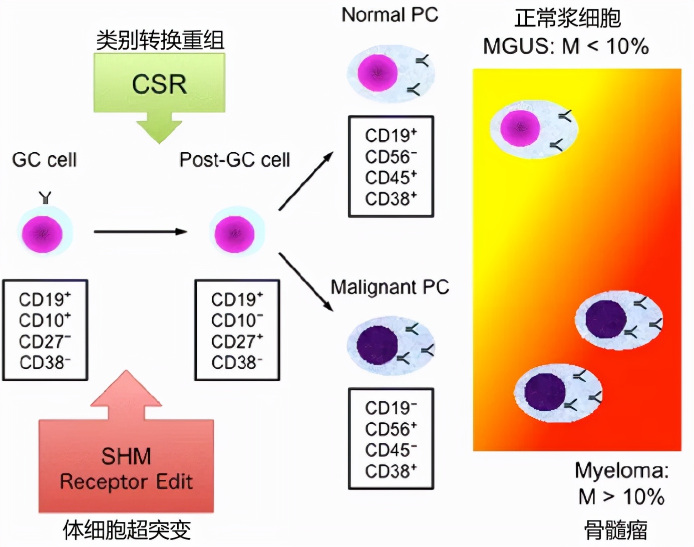 老年人血癌的治疗福音，这2款靶向药物纳入医保