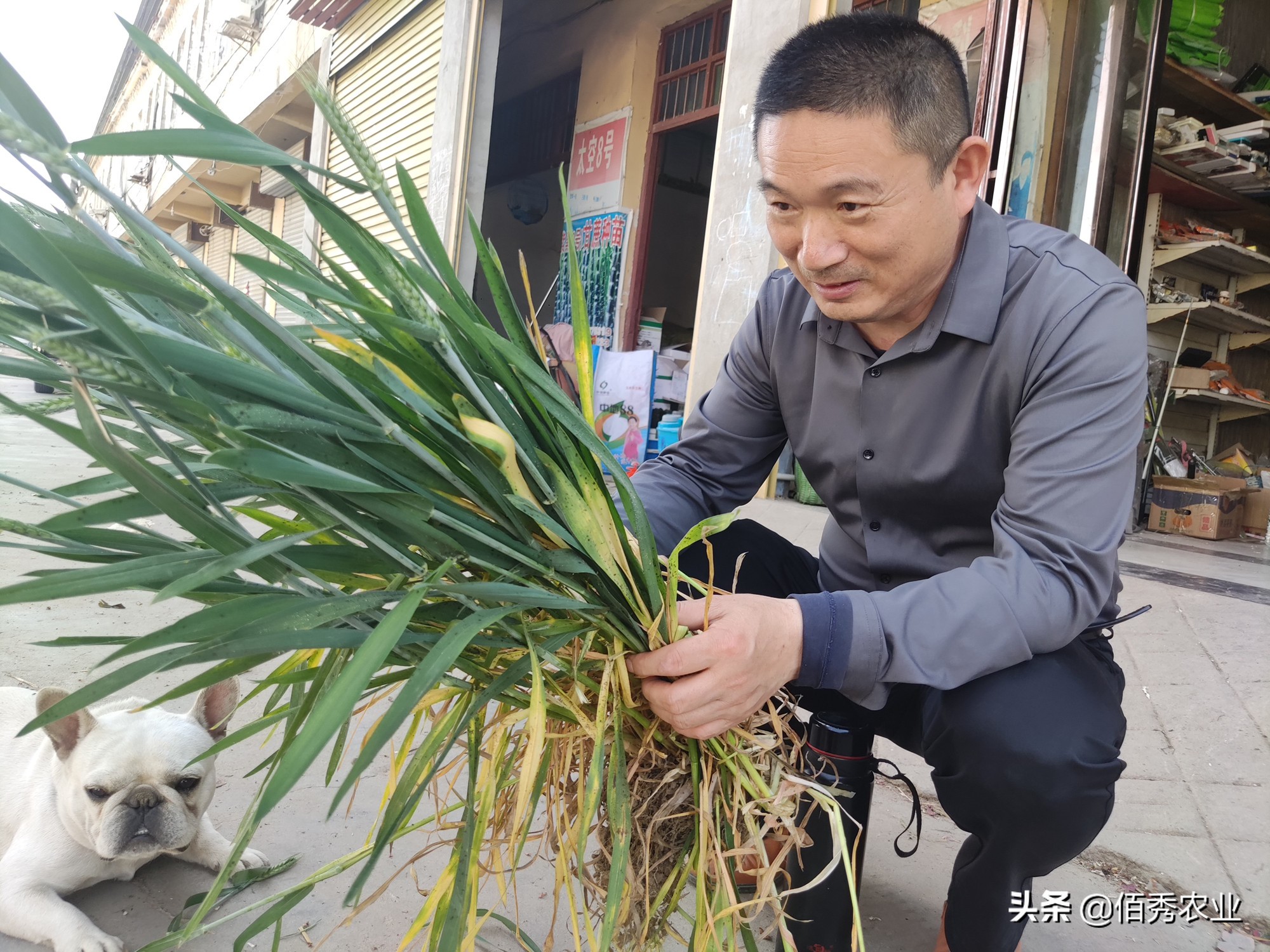 小麦蚜虫最佳防治方法,2022年小麦蚜虫什么时候开始预防
