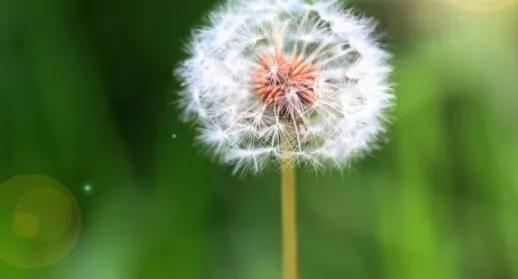 认识植物种子科普,认识各种有趣的植物种子