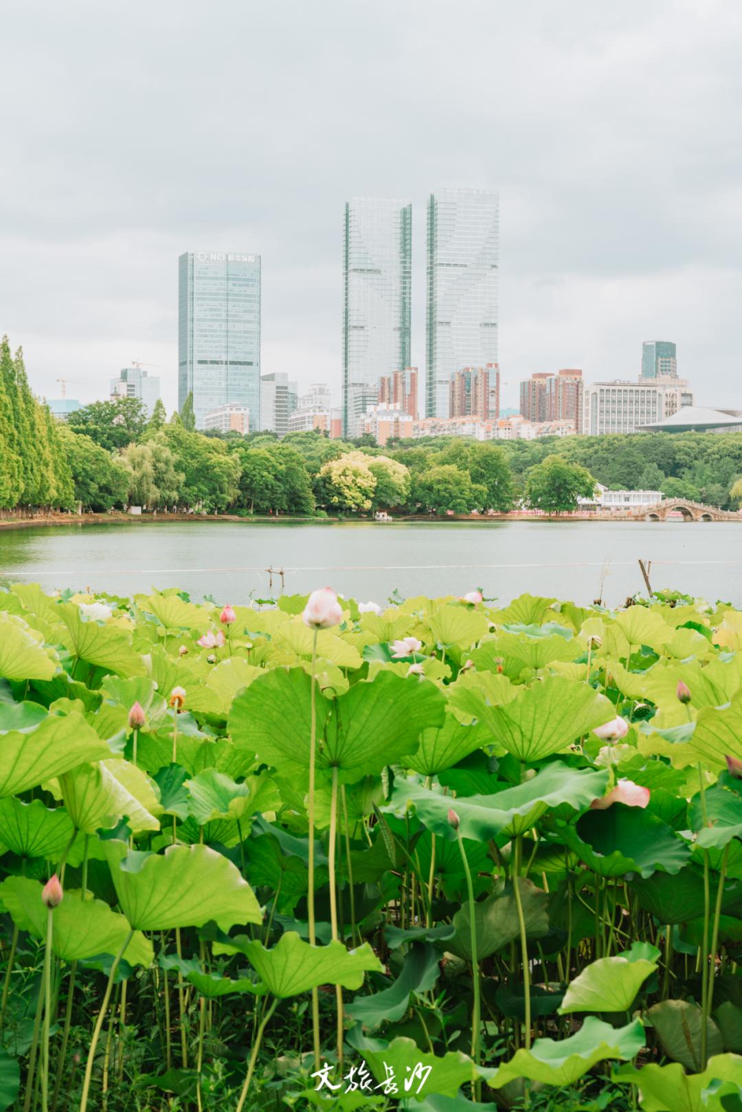 长沙赏秋去哪里,长沙第一波赏荷地图