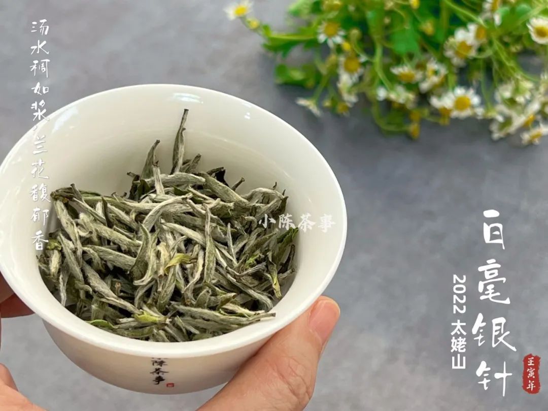 好几千买的白毫银针,怎么冲泡才不浪费?老茶客:5个细节很重要