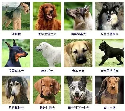 养得多的宠物狗有哪些品种,十大最受欢迎的宠物狗种类排行榜