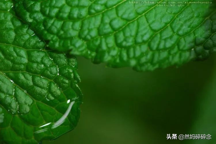 薄荷清凉膏制作方法,自制艾草薄荷驱蚊膏