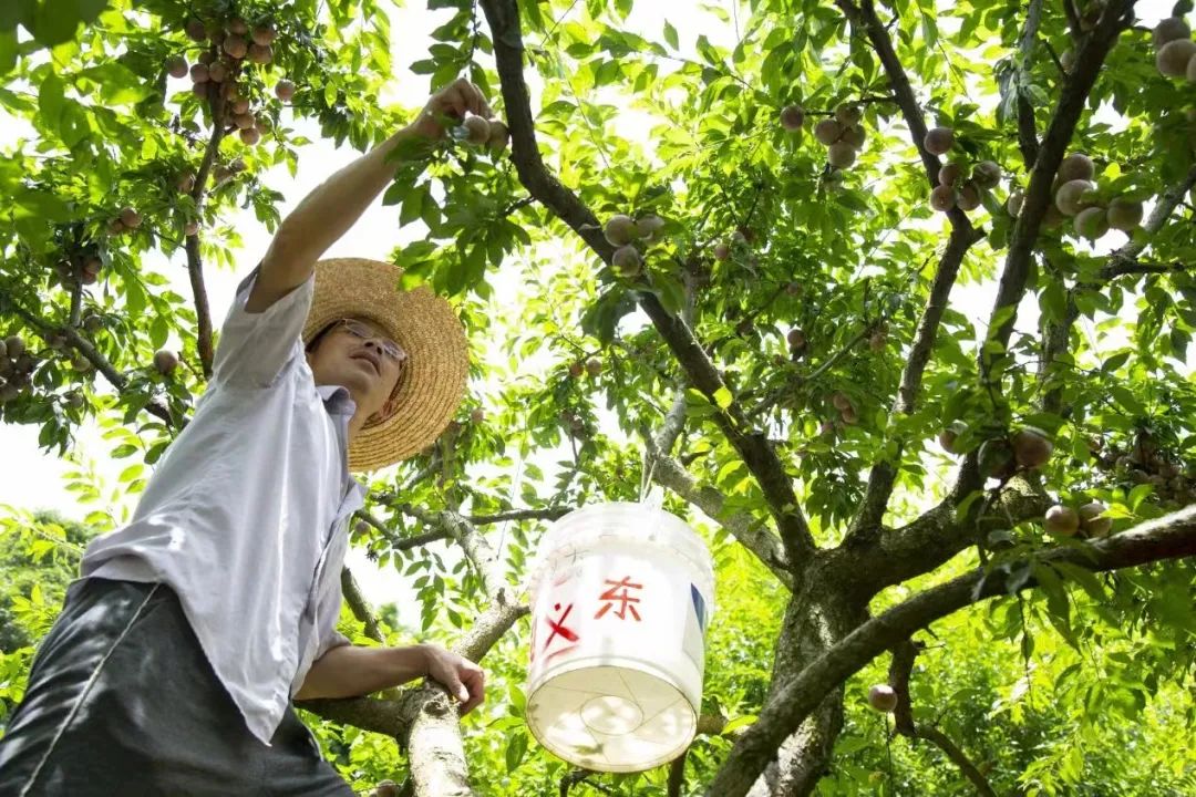 好“丰”景变好“钱”景！信宜钱排三华李电商营销火爆