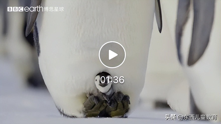 法布尔昆虫记立体书适合3-6岁儿童,法布尔昆虫记青少版必读