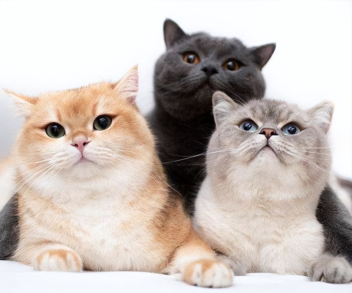 适合新手铲屎官养的6种猫咪,铲屎官需要知道的猫咪行为
