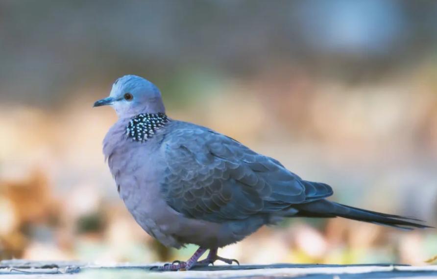 吃野生斑鸠其实对人有害？连筑巢都不会的斑鸠，究竟如何繁殖的？