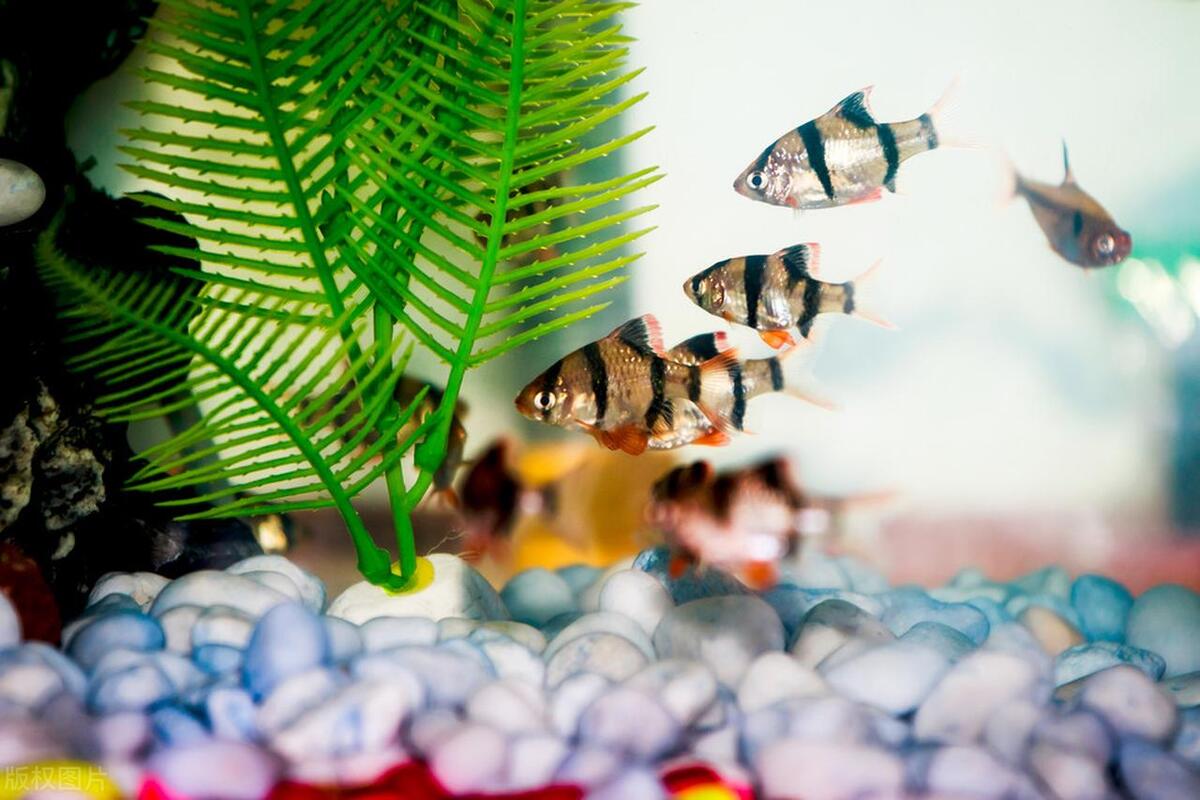 哪种水族箱比较好,水族箱种类及优缺点