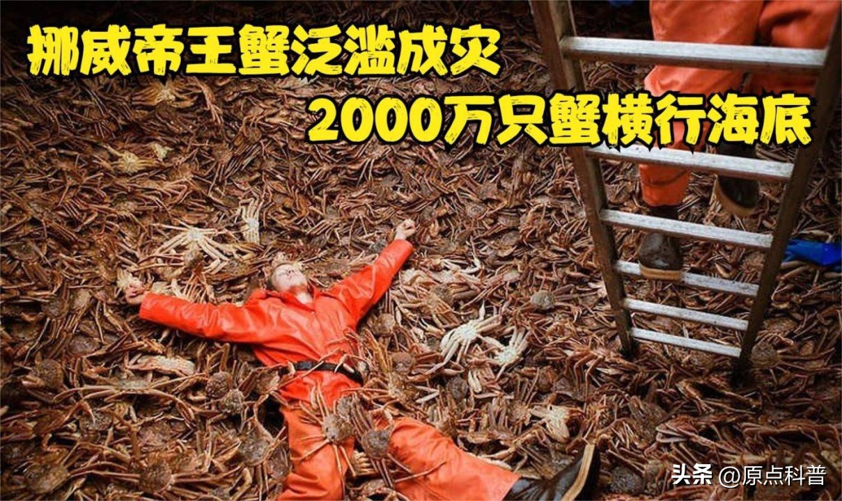 世界上最贵的海鲜十大排名,世界十大名贵海鲜