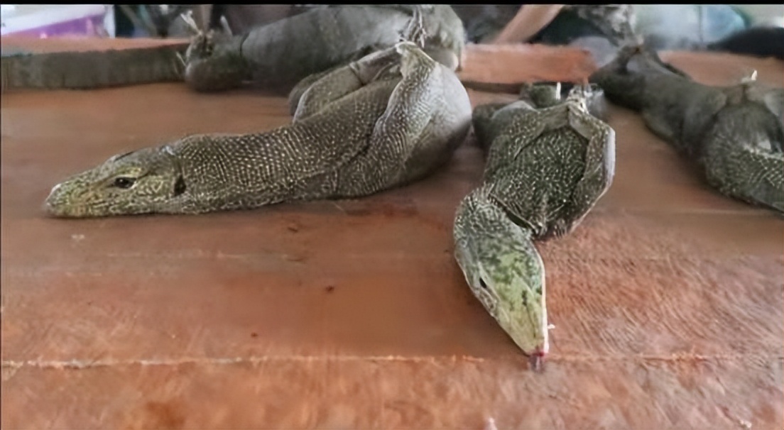 真正的丛林美食有哪些,硬核知识大全100个