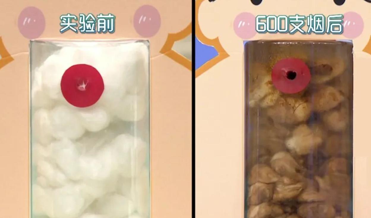 吸烟危害动物实验视频,吸烟对猫狗的危害