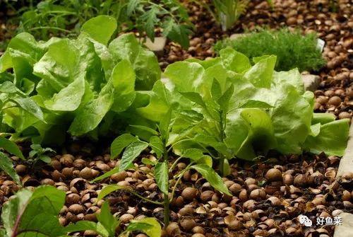 楼顶鱼菜共生,鱼菜共生权威解析