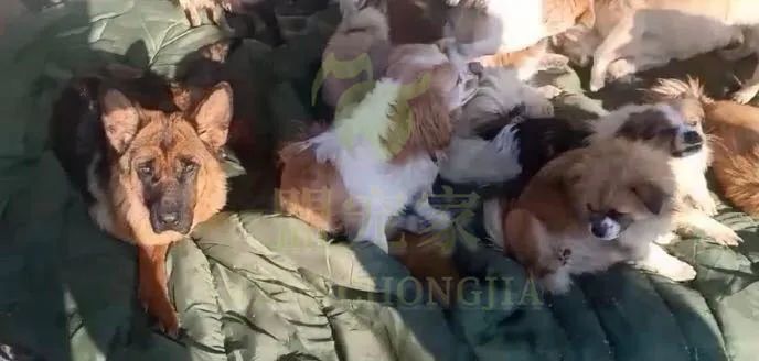 德牧骨癌,流浪德牧被打裂鼻骨跑进医院求助