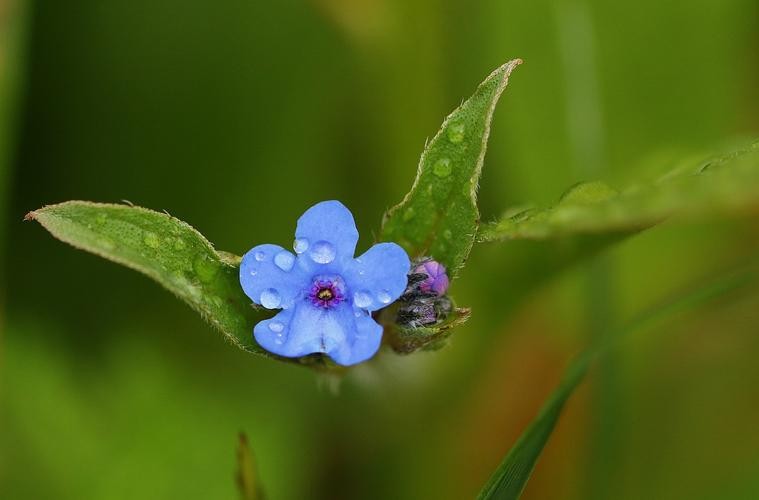 微孔草的种植技术,长圆叶微孔草介绍