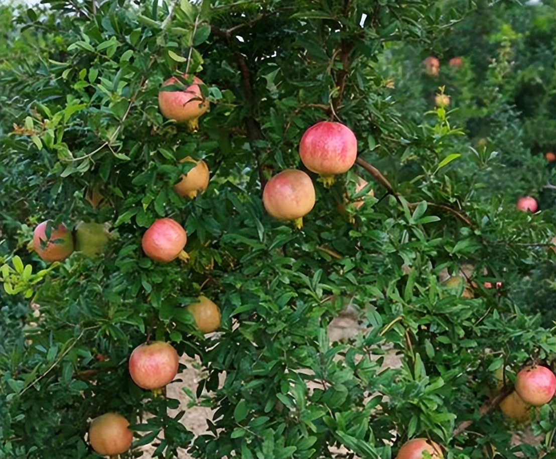 石榴大面积种植方法最简单,盆栽软籽石榴怎么种植