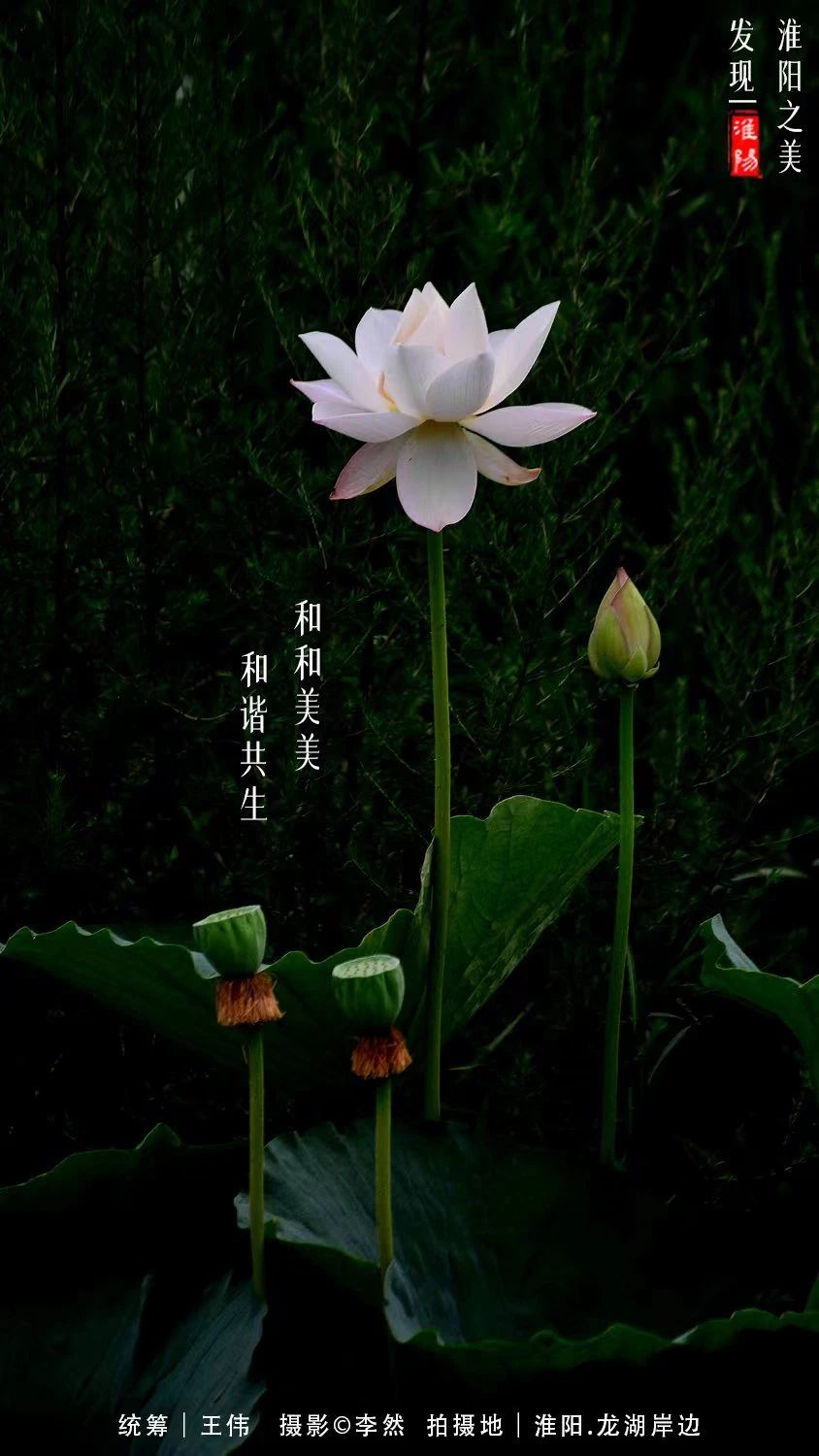 2021年周口淮阳荷花节,周口淮阳荷花节位置