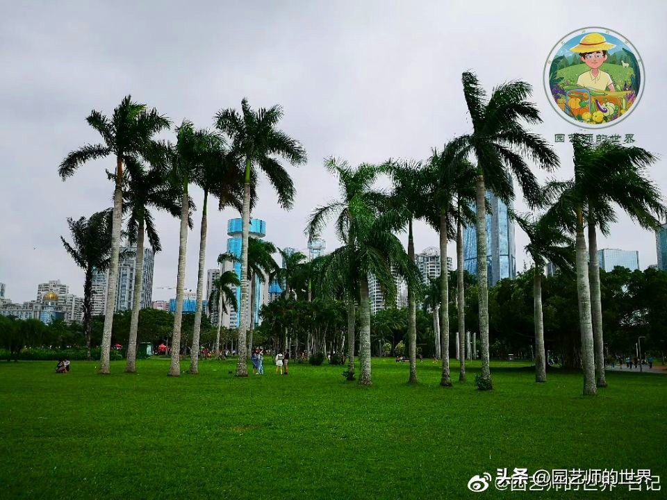 疏林草地的作用,疏林草地效果图