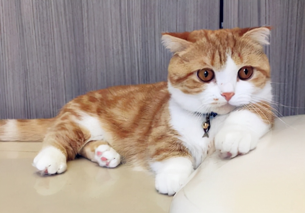 猫咪没食欲是怎么回事,猫咪没有食欲怎么办