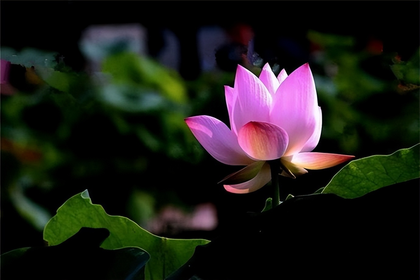 拥有大智慧的人,真正大智慧的人往往都很简单