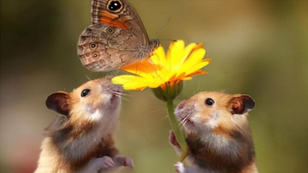 鼠王被抓叫来老鼠报复咬人,老鼠爬到床上为什么还会咬人