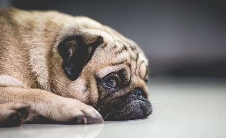 巴哥犬的优点有哪些方面,巴哥犬的优点和缺点及智商