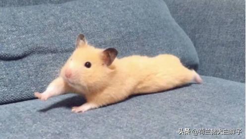 怎么给仓鼠局部清理,怎么给仓鼠梳毛