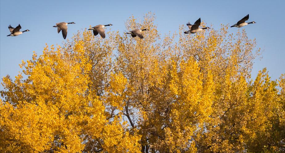 高山有意皆禅语,流水无情挂孤帆