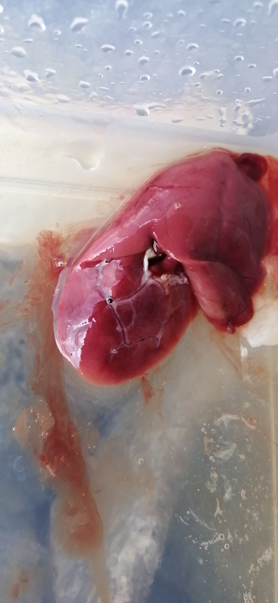 龙鱼病害防治图片,龙鱼常见疾病表现图片