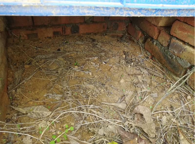 黄缘闭壳龟刚到家躲在土里不出来,黄缘闭壳龟母龟断尾还可以繁殖吗