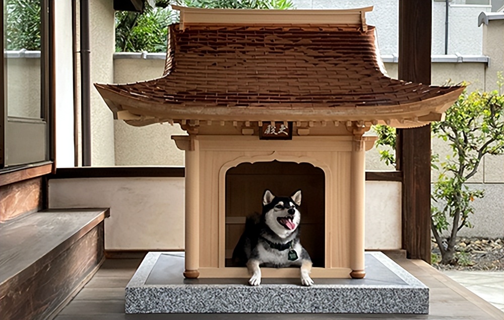 日本人花700万改造成狗,一个男子给狗建造25万的狗窝