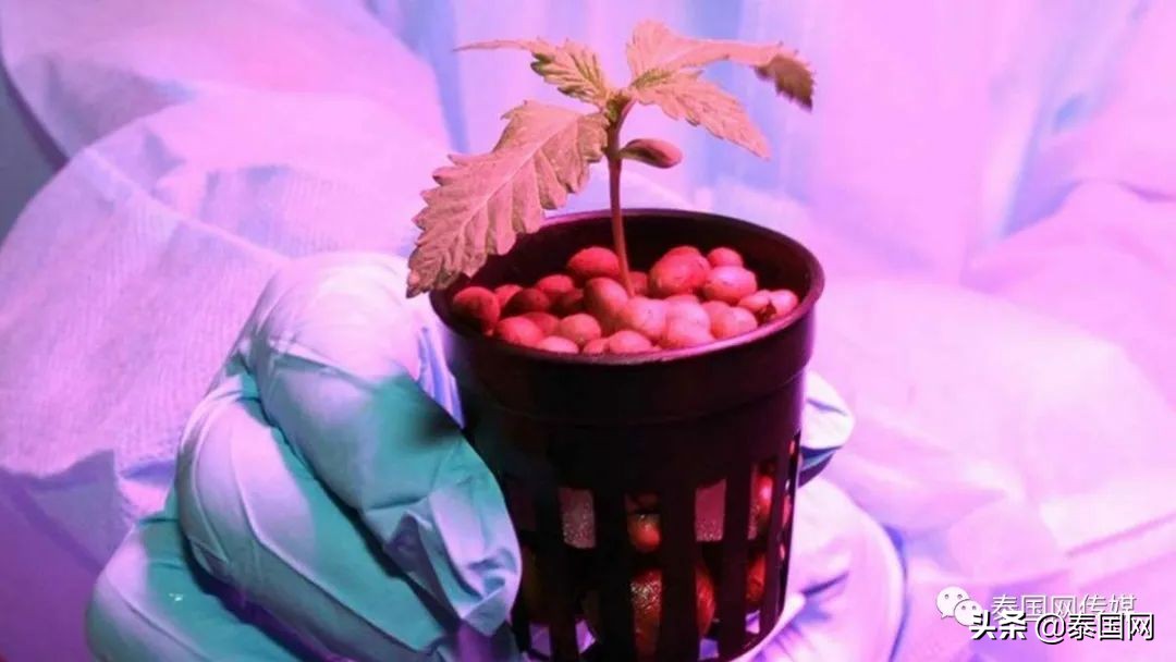 泰国*麻大**合法化5天，翻车了