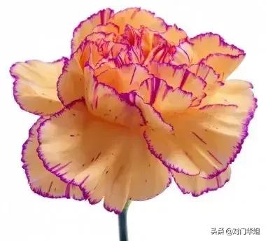 不朽的母爱,不朽的母爱全文