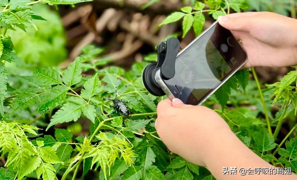 星天牛喜欢苦楝树,星天牛苦楝树