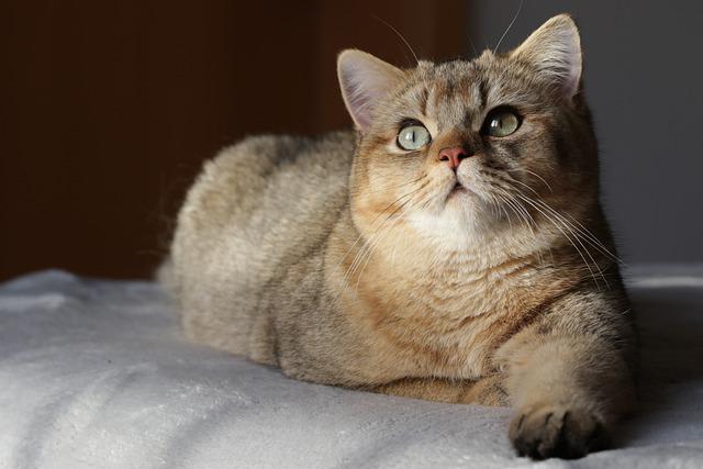 猫猫的胡须怎样是正常,你们的猫猫胡子也是乱长的吗