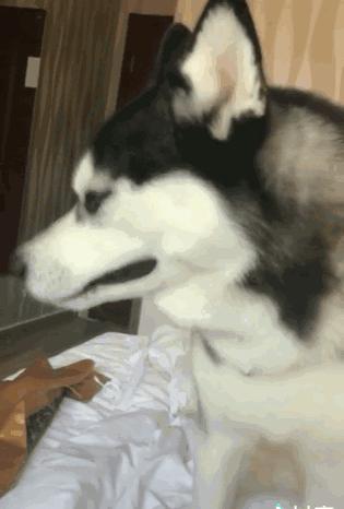 没救了，我家傻狗以为是我“亲生”的