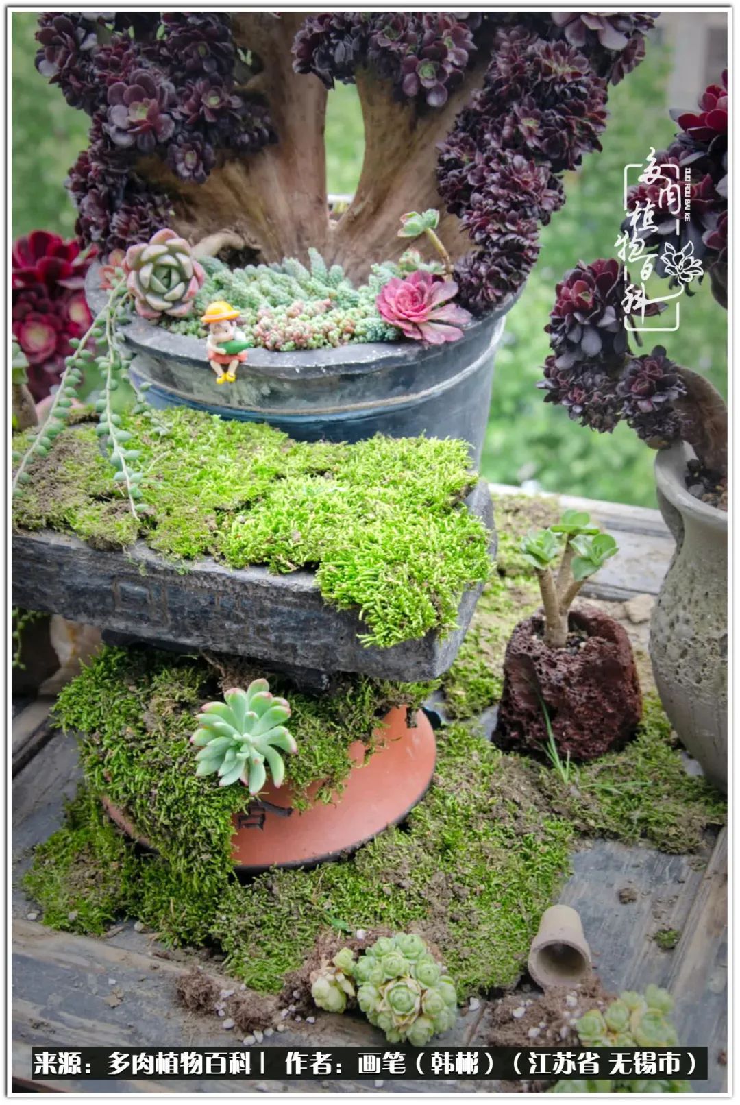 盆景多肉常遇到的问题,多肉盆景无穷小