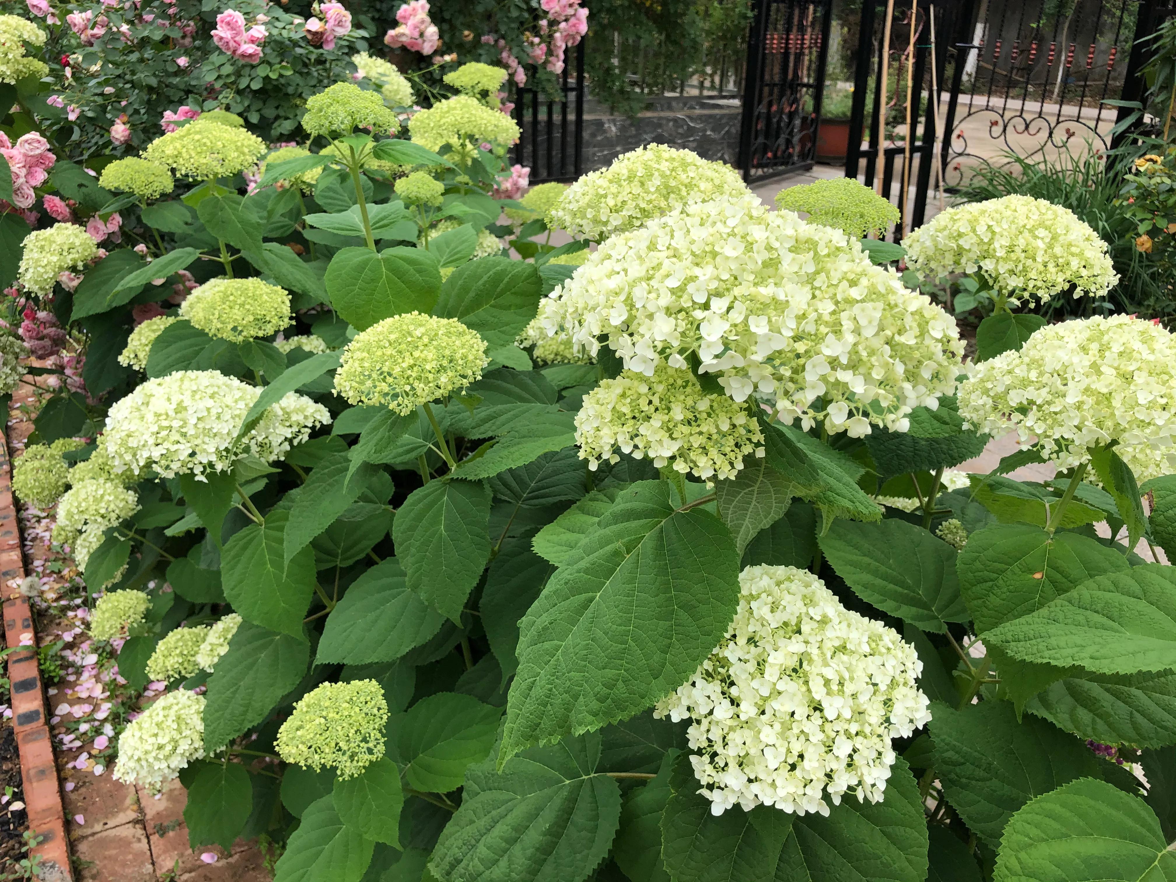 我在花园里种下种子,我在花园里种一棵小树