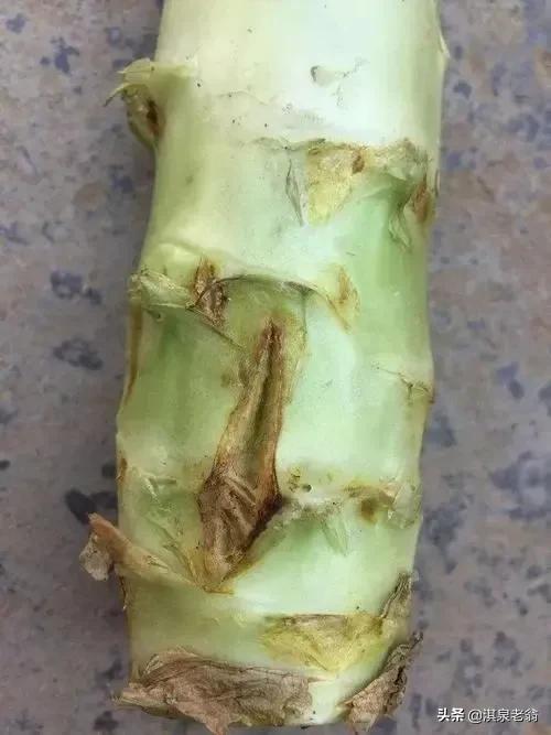 莴苣裂茎的原因,莴苣裂口用哪些药防治