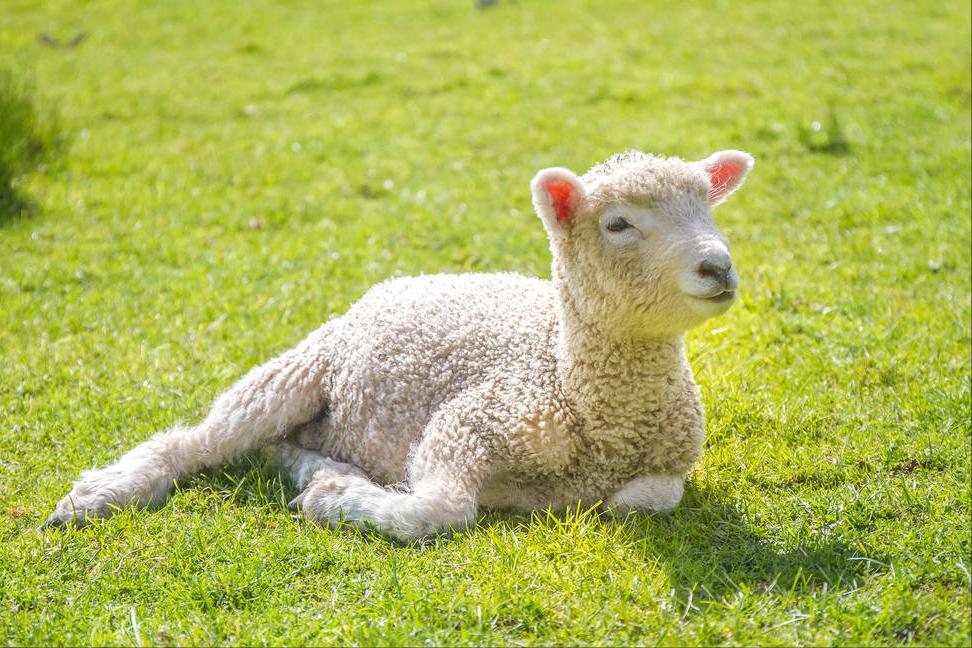 羊羔站不起来腿软是怎么回事,羊羔站不起来怎么办