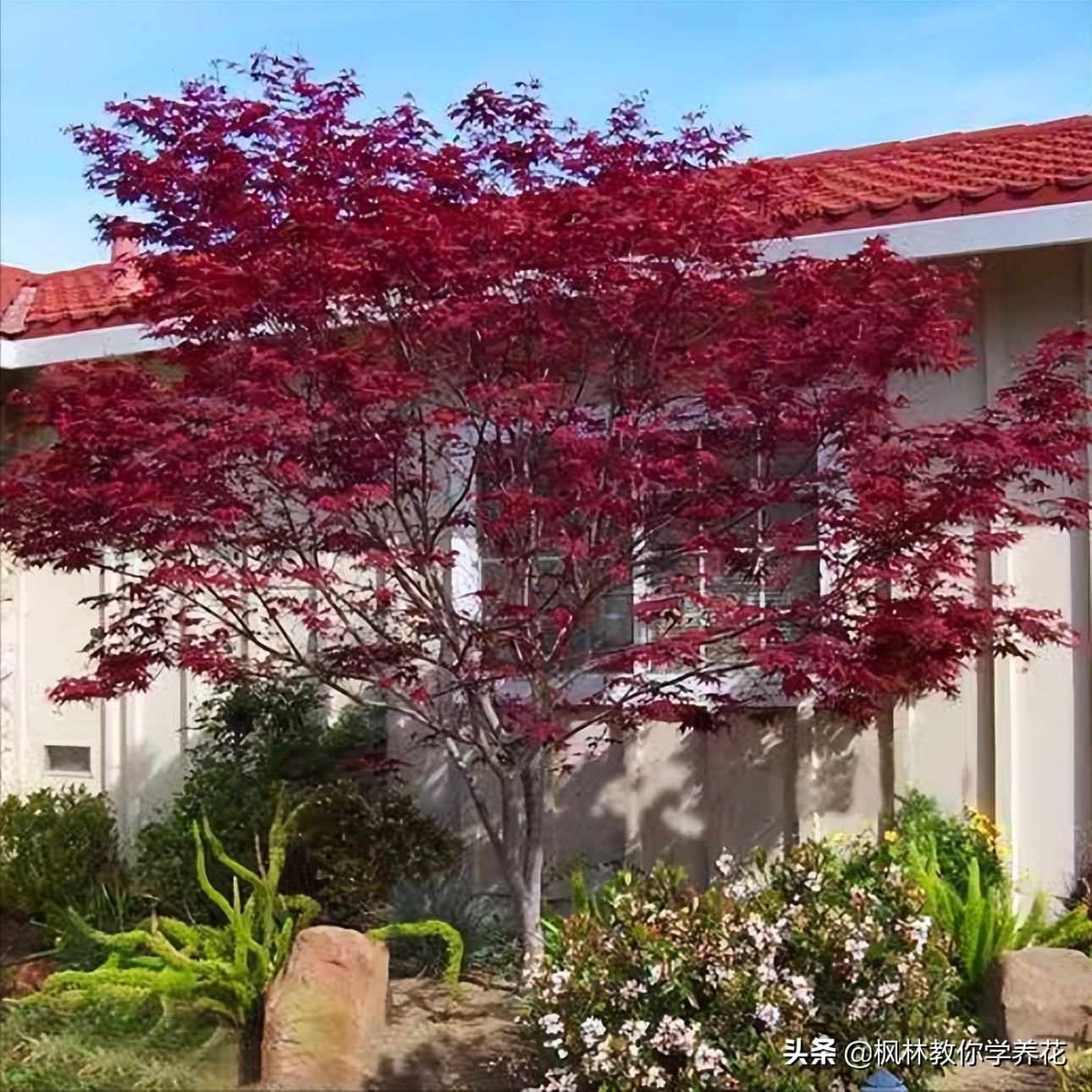 好培养的红叶树,适合室内种植的红叶树