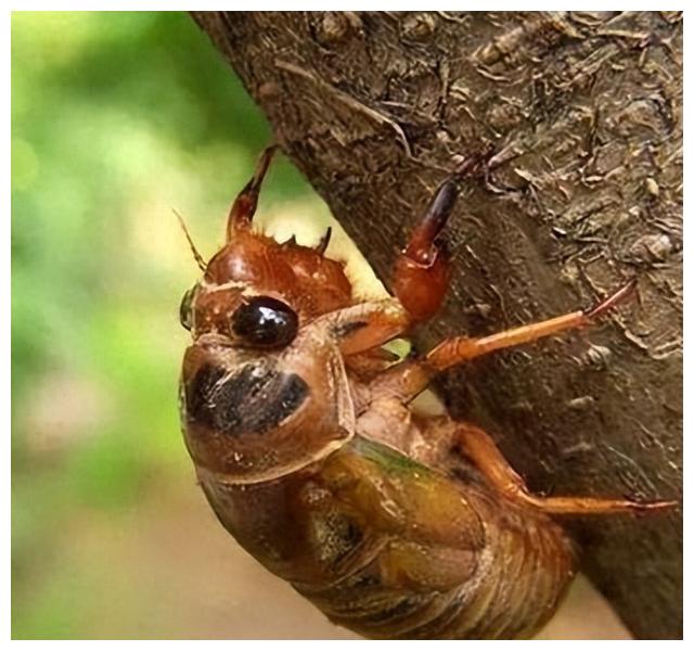 山东吃的特色美食清真,山东地方菜最有名的30道菜