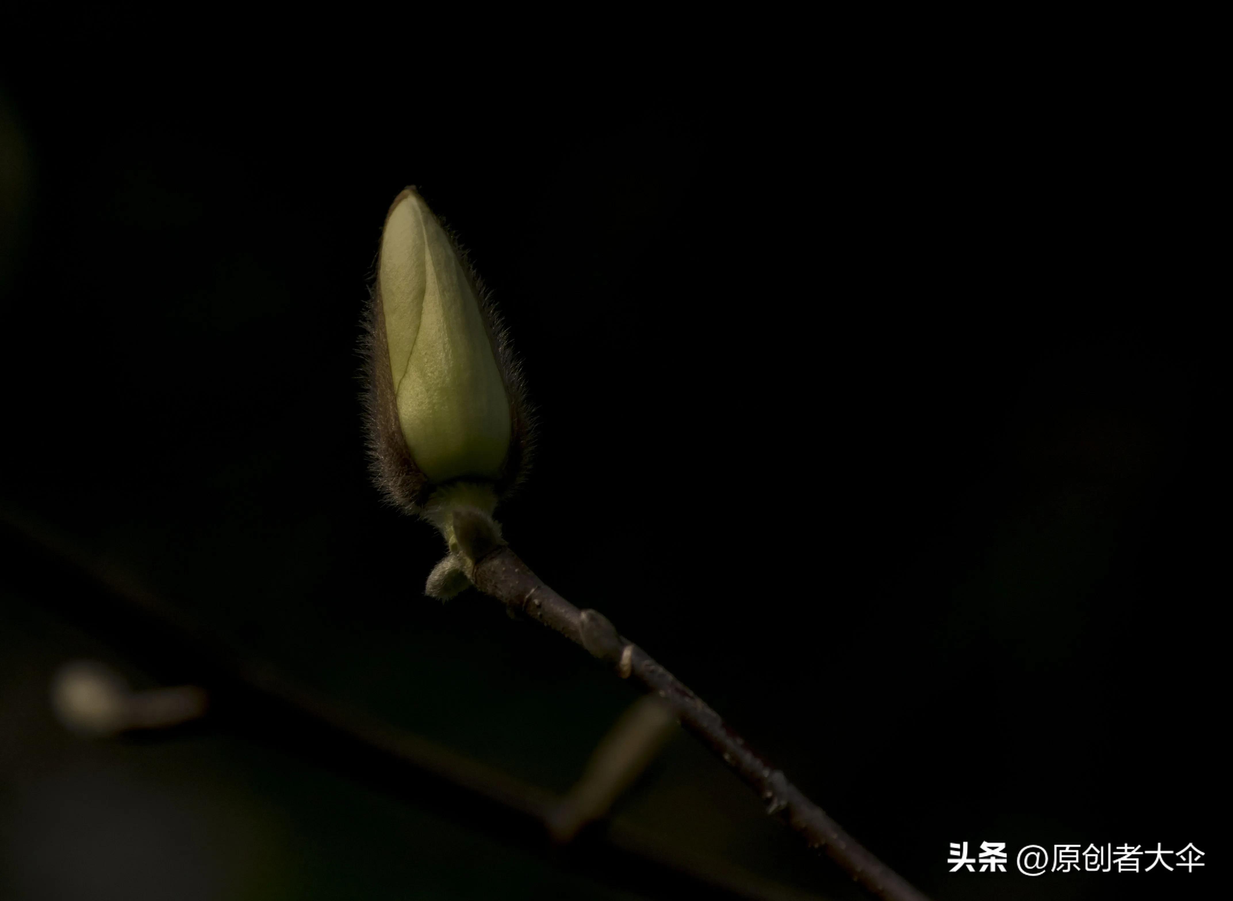 拍个玉兰婴差点赔了台单反