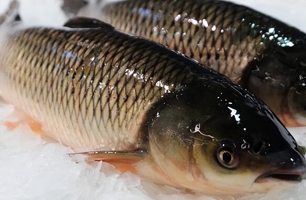 生姜煮鱼的正确方法,清炖鱼不放姜怎么做