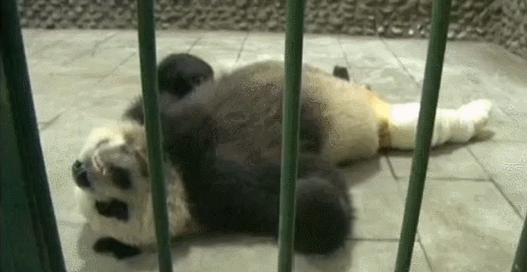 盘点网红大熊猫搞笑场面,大熊猫一摔成名