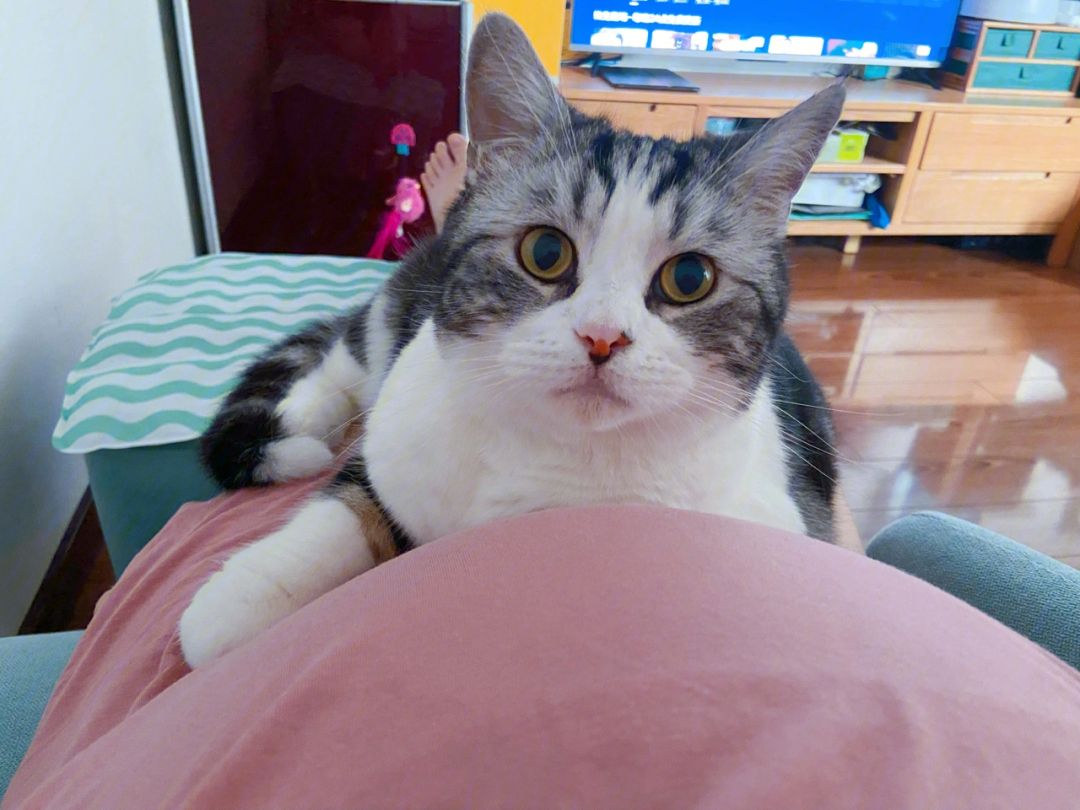 因为一只猫分手,因为一只猫分手值得吗