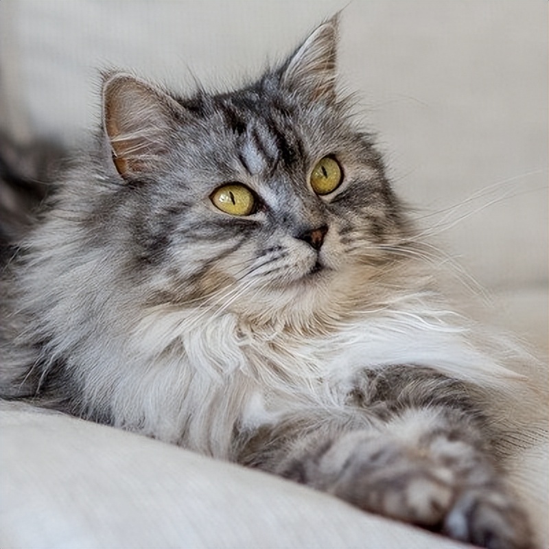 狗的胡须有什么用,猫的胡须有什么用